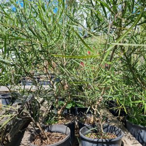 Native Olive Trees at Wood Galore - Newcastle, Hunter Valley & Central Coast