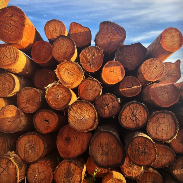 Ironbark firewood logs