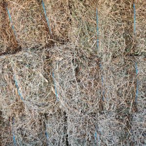 B Grade Horse Hay at Wood Galore - Newcastle, Mailand, Central Coast & Hunter Valley