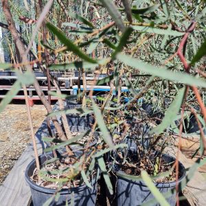 Narrowleaf Ironbark Trees at Wood Galore