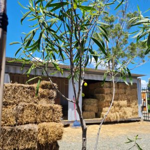 Native Apricot (Gumbi Gumbi) Trees at Wood Galore - Newcastle, Hunter Valley & Central Coast