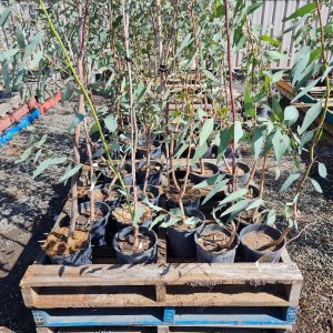 Red River Gum Trees at Wood Galore - Rutherford, Newcastle, Maitland & Central Coast