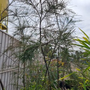 Sheoak Trees at Wood Galore - Newcastle, Maitland, Hunter Valley & Central Coast