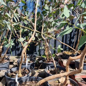 Western Grey Box Trees at Wood Galore - Newcastle, Hunter Valley & Central Coast