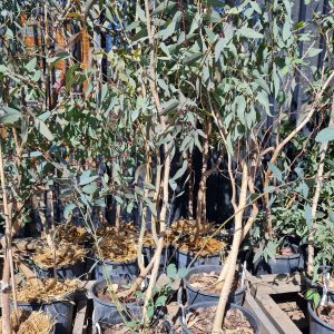 Yellow Box Trees at Wood Galore - Newcastle, Hunter Valley, Central Coast