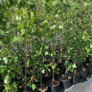 Wholesale Cottonwood Poplers trees canberra,
