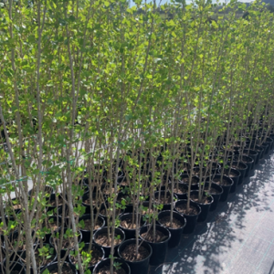 Wholesale Lombardy Poplar Canberra